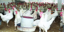 Gà Ai Cập có đặc điểm gì? Gà Ai Cập giá bao nhiêu? Gà Ai Cập có đặc điểm gì? Gà Ai Cập giá bao nhiêu?
