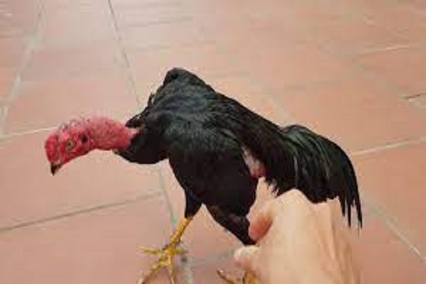 Gà ô chân vàng săn chắc và thịt thơm ngon