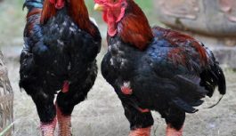 Gà Đông Tảo là gà gì, cách chế biến các món ngon từ Gà Đông Tảo Gà Đông Tảo là gà gì, cách chế biến các món ngon từ Gà Đông Tảo