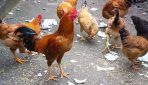 Gà ăn thuốc chuột bao lâu thì chết? Có cứu được gà không?
