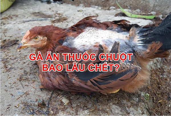 Gà ăn thuốc chuột bao lâu thì chết