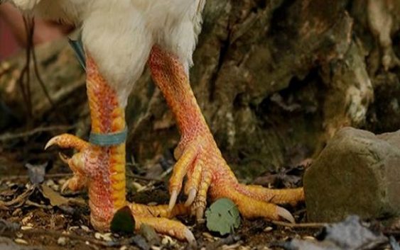 Gà 9 cựa được nuôi sống tại nhiều nơi hiện nay