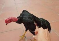 Gà ô chân vàng là gì? Hiện nay đang được nuôi ở đâu?