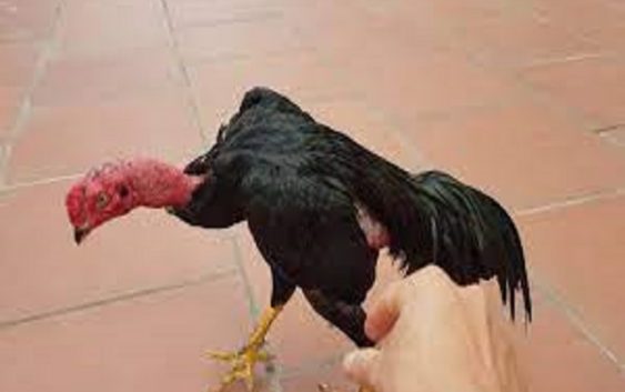 Gà ô chân vàng săn chắc và thịt thơm ngon