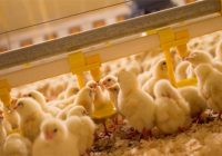 Cách Chăm Sóc Gà 1 Tháng Tuổi Đúng Cách Thế Nào?