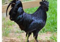 Kỹ Thuật Nuôi Và Cách Chăm Sóc Gà H’Mông Giống Gà Quý