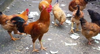 Gà ăn thuốc chuột bao lâu thì chết? Có cứu được gà không?