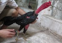 Gà ô chân xanh là gì? Lý do giống gà này được yêu thích