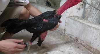 Gà ô chân xanh là gì? Lý do giống gà này được yêu thích